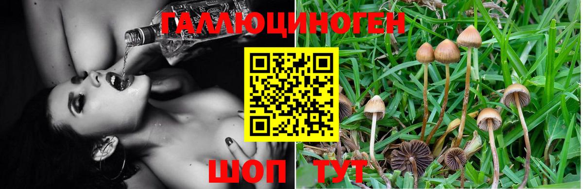 где найти   Псилоцибиновые грибы мухоморы  Вход с VPN  Ялта 